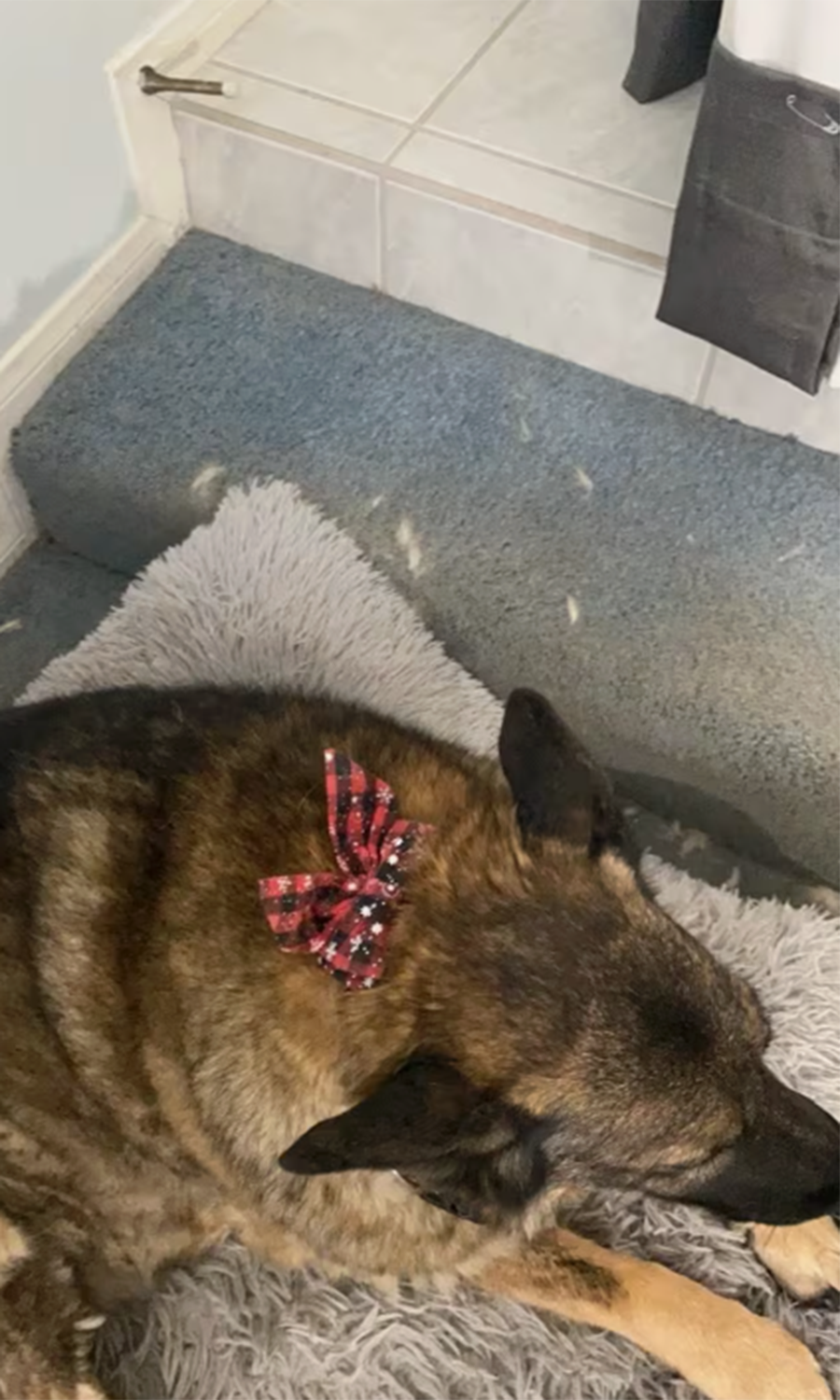 Christmas Bowtie Dog Collar