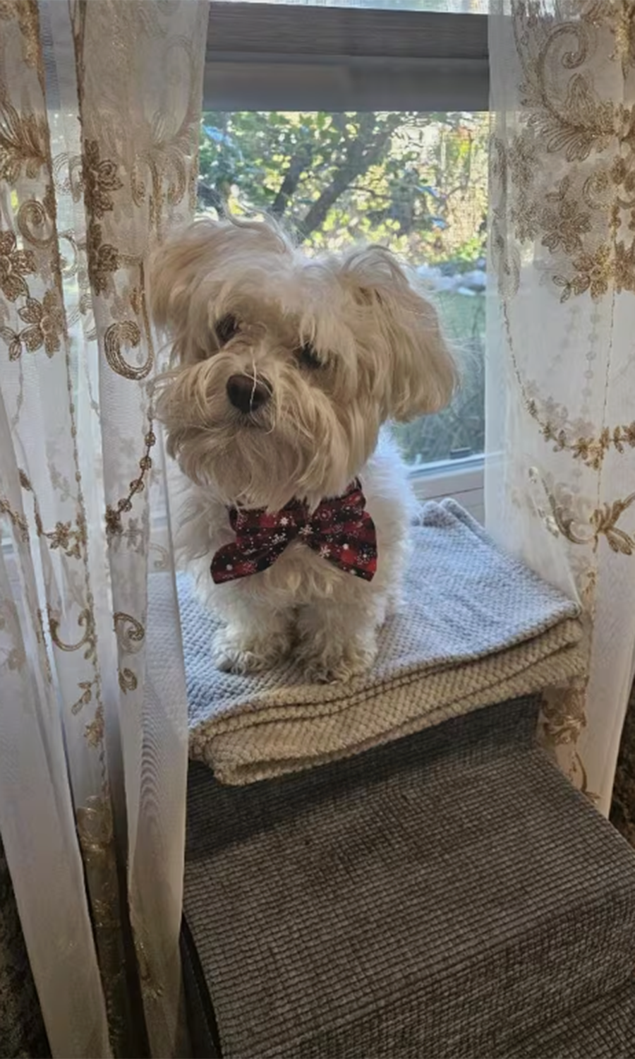 Christmas Bowtie Dog Collar