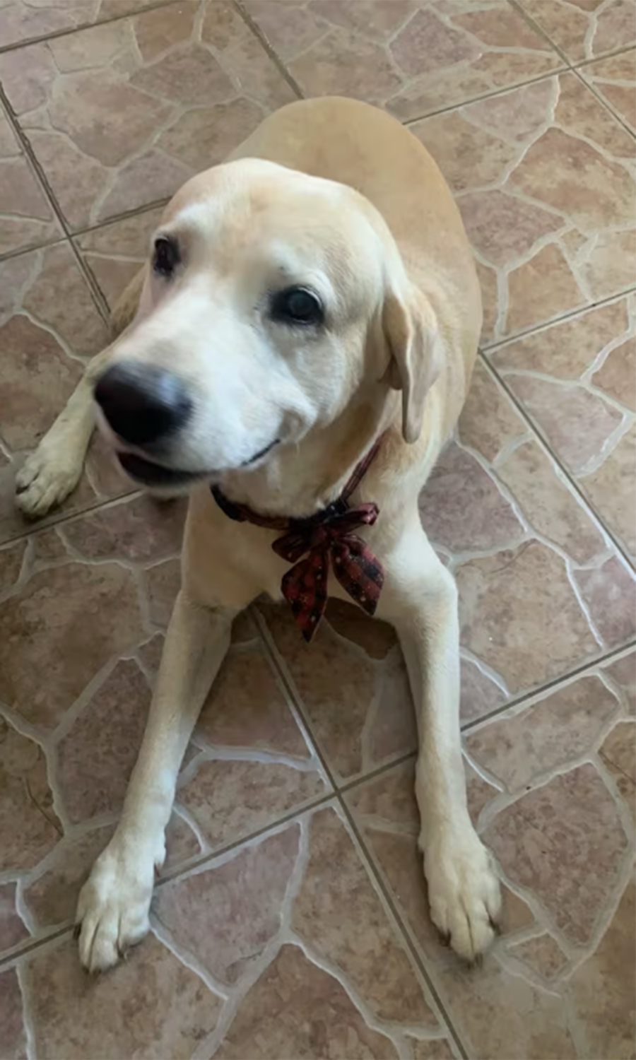 Christmas Bowtie Dog Collar