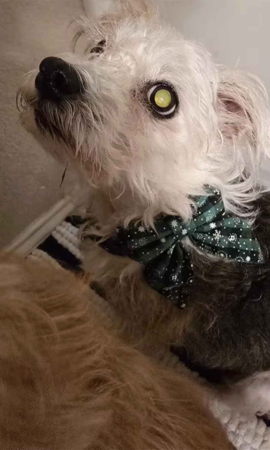 Christmas Bowtie Dog Collar