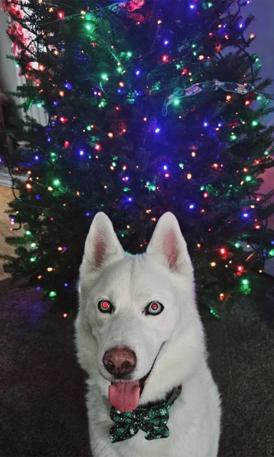 Christmas Bowtie Dog Collar