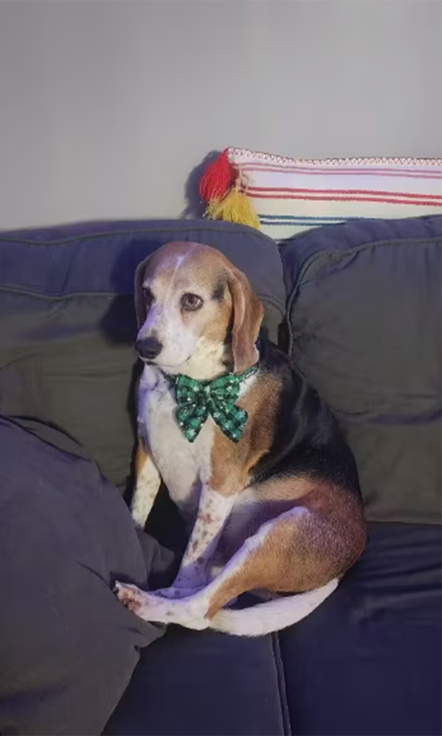 Christmas Bowtie Dog Collar