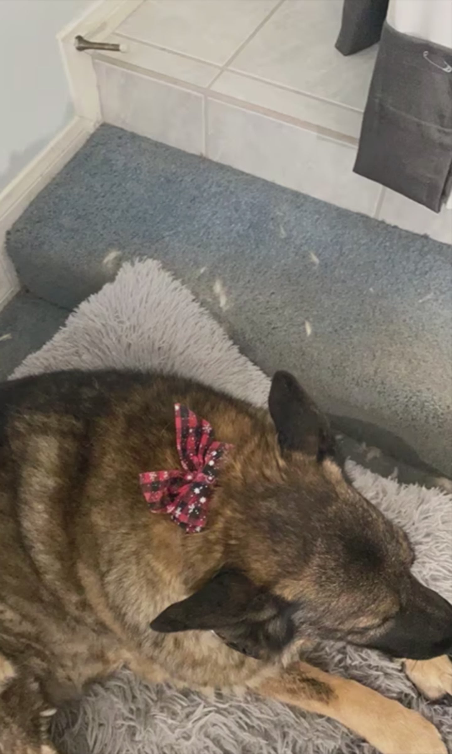 Christmas Bowtie Dog Collar