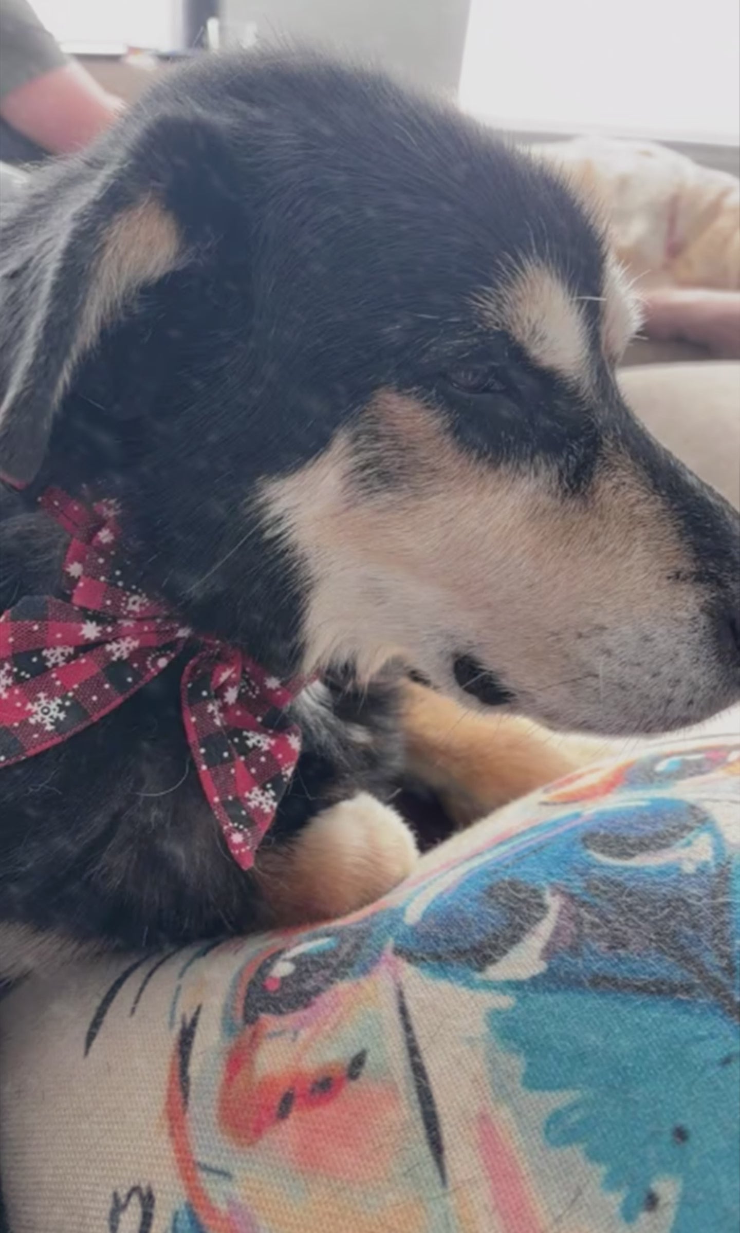 Christmas Bowtie Dog Collar