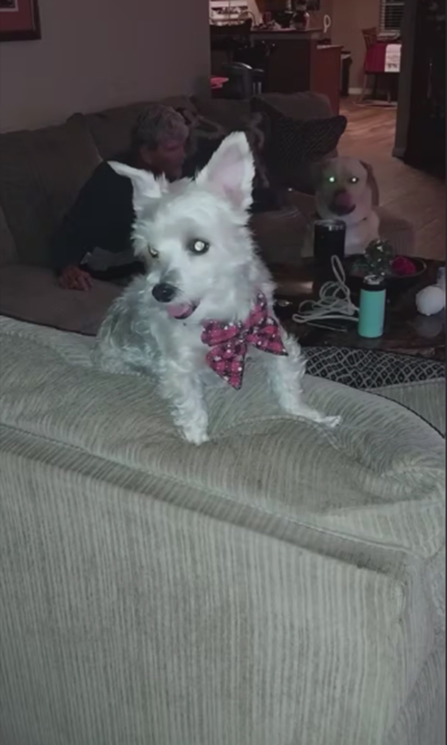 Christmas Bowtie Dog Collar