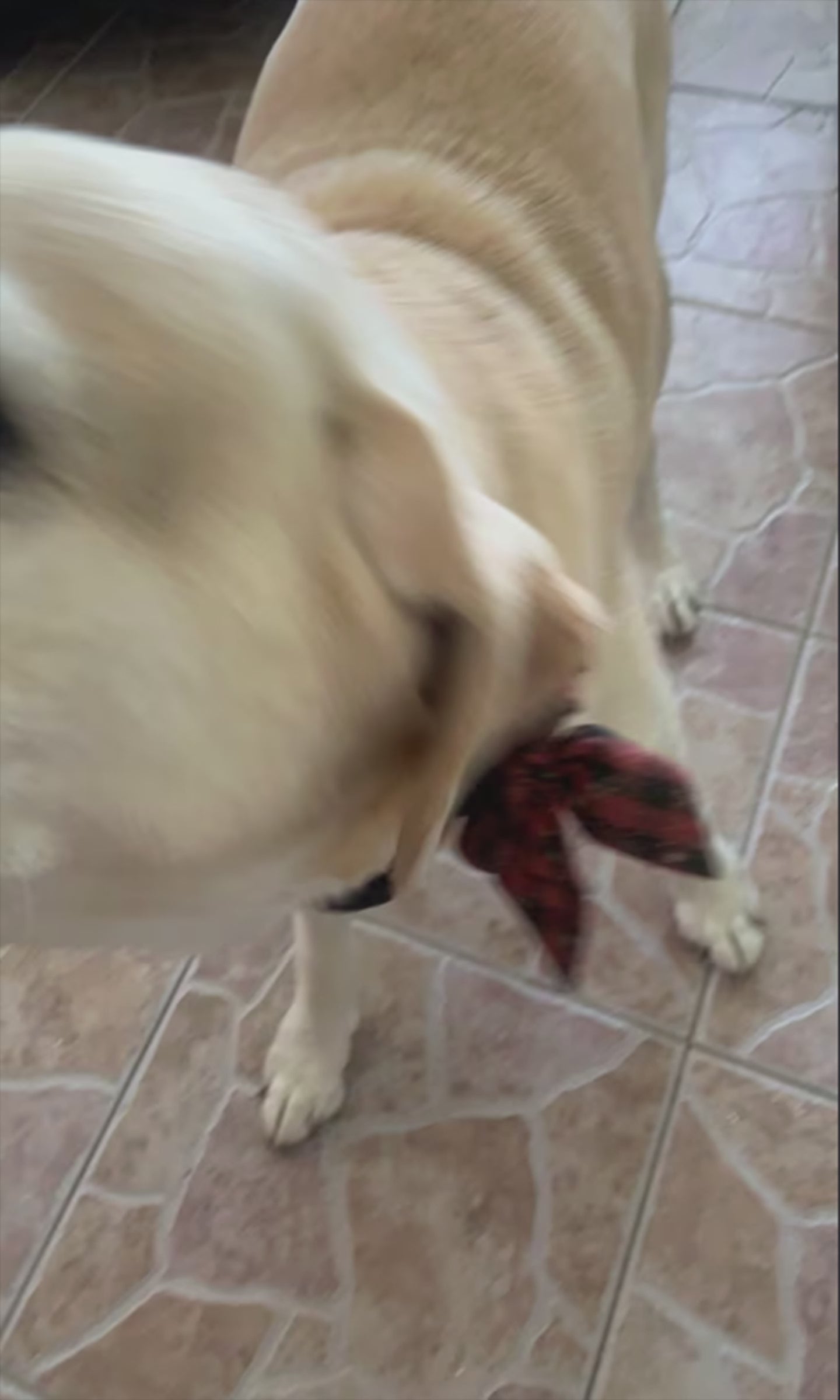 Christmas Bowtie Dog Collar