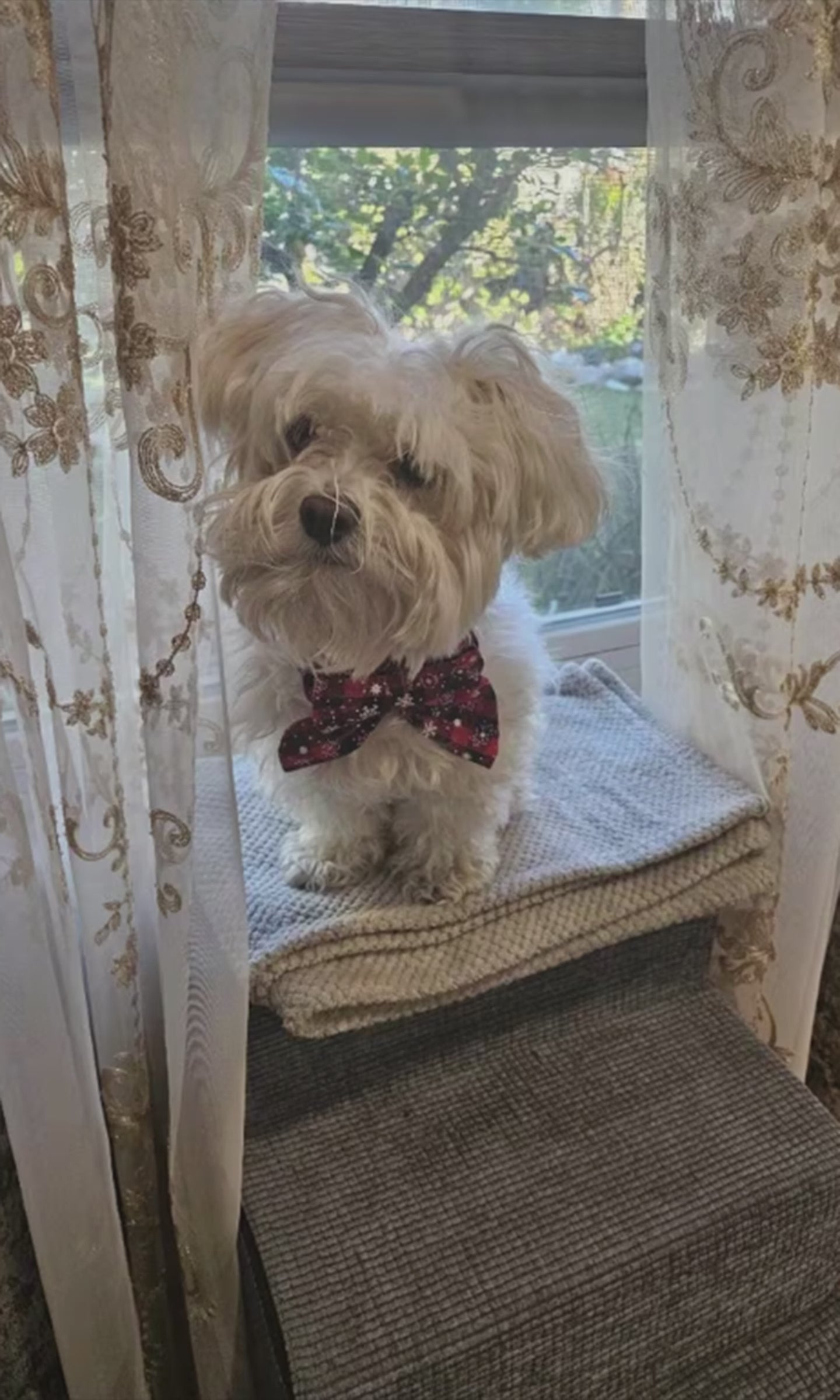 Christmas Bowtie Dog Collar
