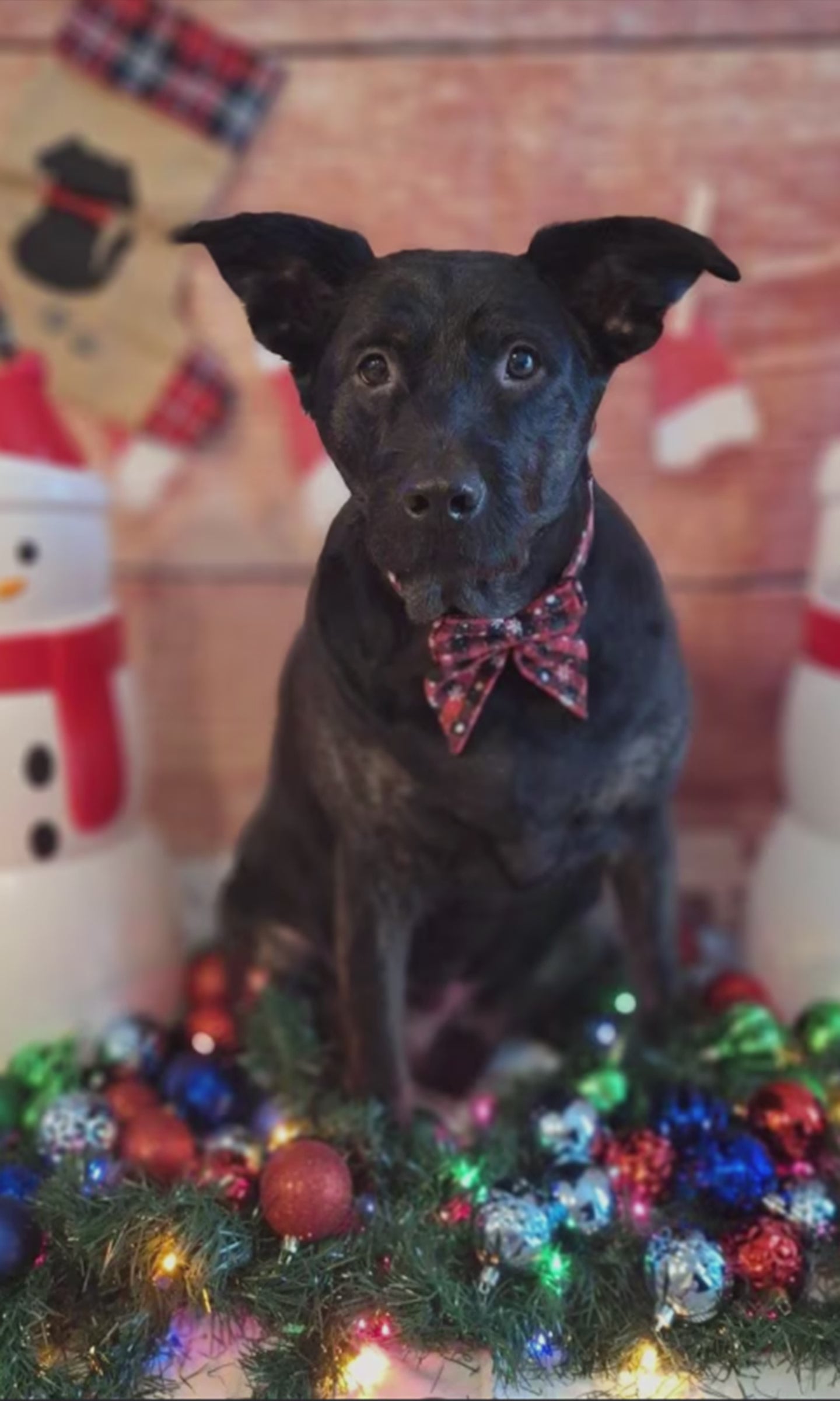 Christmas Bowtie Dog Collar